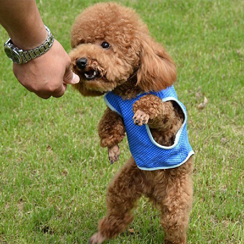 Dog Puppy Comfortable Reusable Cooling Vest Jacket for Summer Outdoor - L