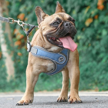 Adjustable and Breathable Dog Pet Harness Vest Padded Safety Puppy Leash Set - Blue L